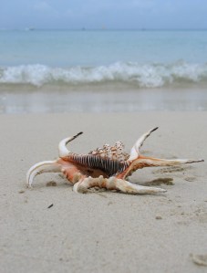 © Youssouf Cader | Dreamstime Stock Photos